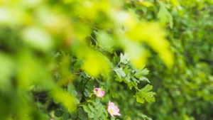 Background image 12